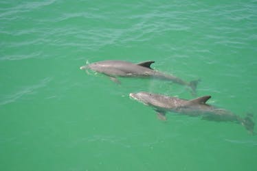 Tour de exploración de delfines